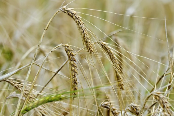 A previsão para o milho é de uma produção total recorde, com a possibilidade de superar em 5,4% a safra 2019/20