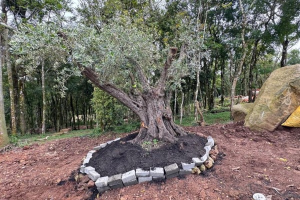Oliveira centenária será plantada aos pés do Cristo Protetor