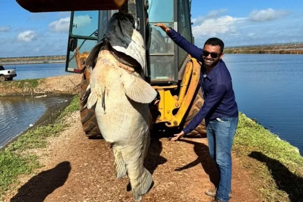 Peixe de quase 200 quilos é encontrado em fazenda de camarão do RN