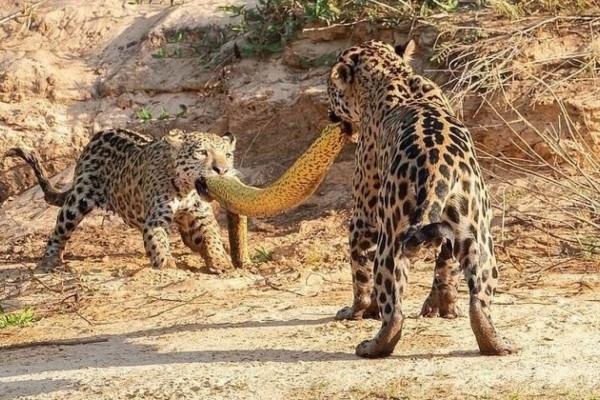 Onças-pintadas fazem "cabo de guerra" com sucuri-amarela