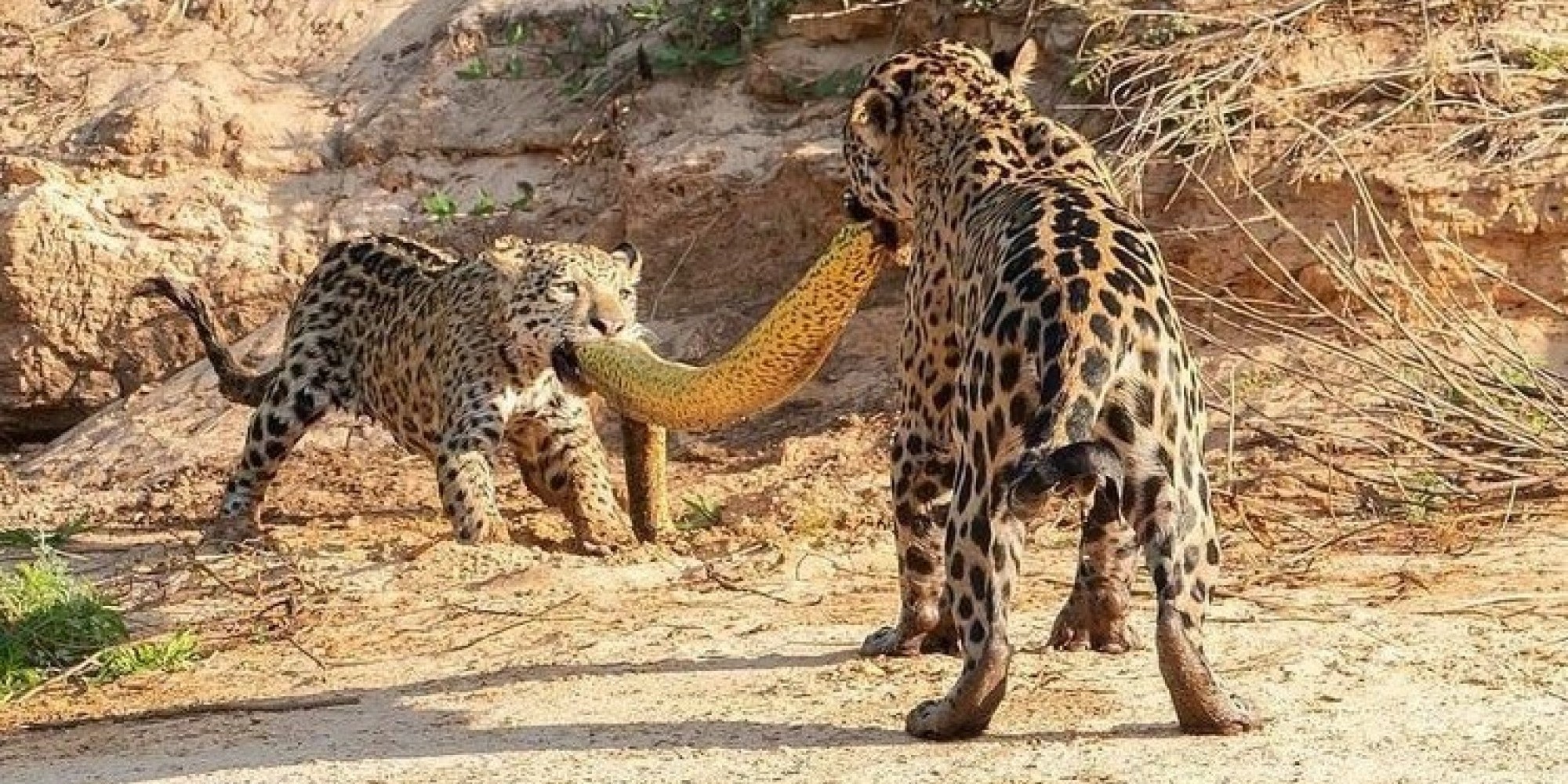 Onças-pintadas fazem "cabo de guerra" com sucuri-amarela