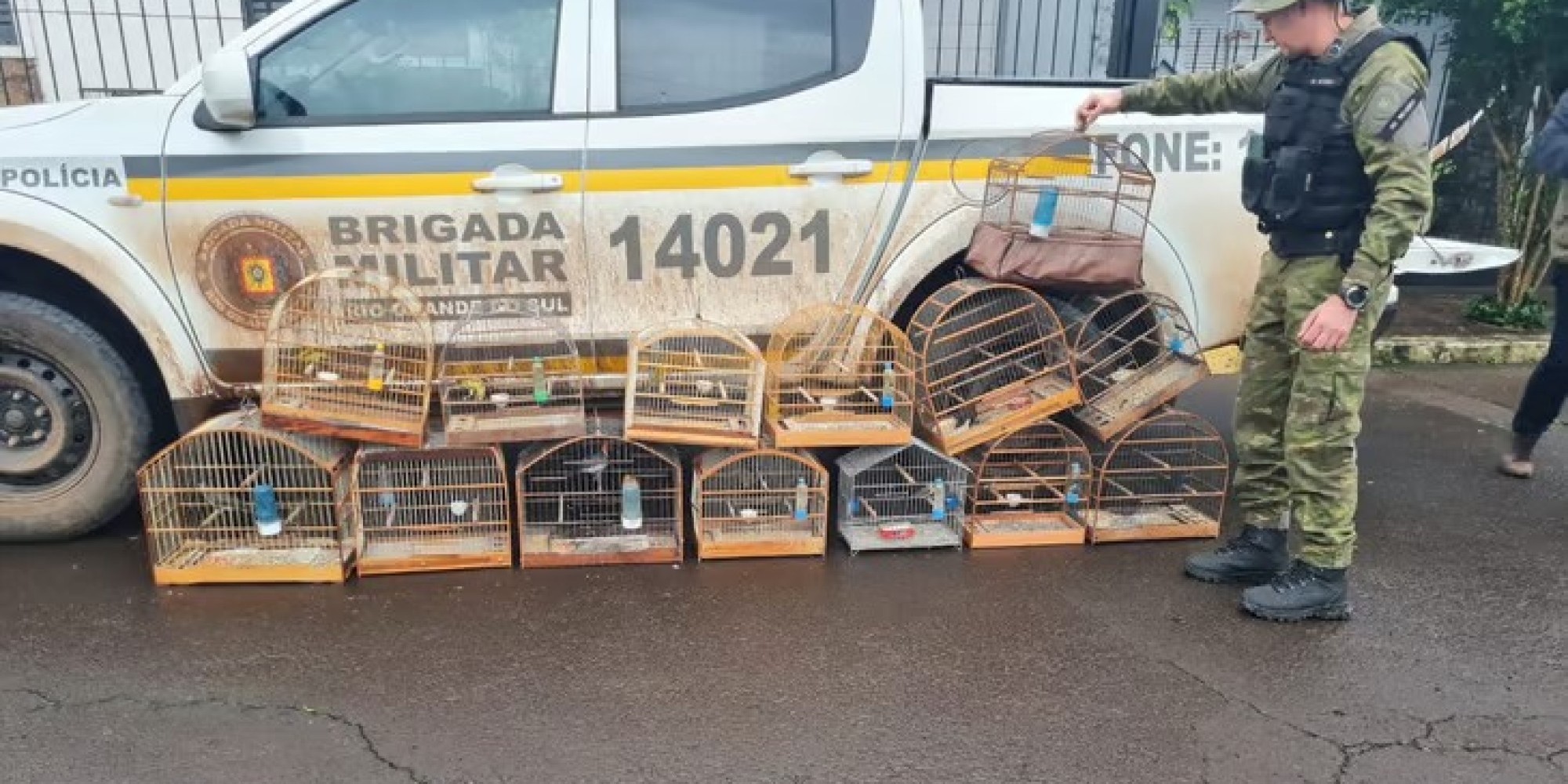 Pássaros silvestres são apreendidos em operação da Patram