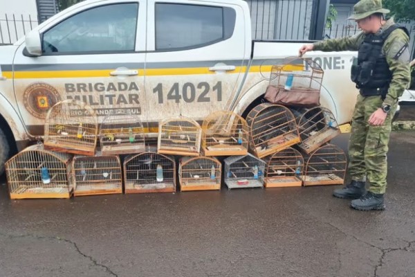 Pássaros silvestres são apreendidos em operação da Patram