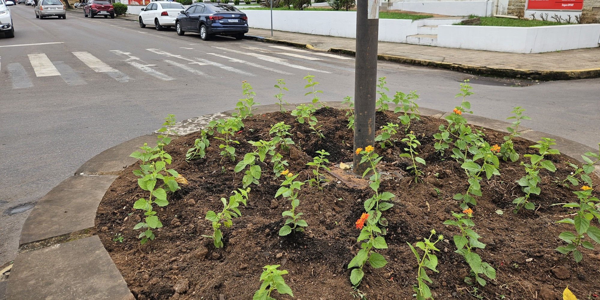 Administração de Encantado padroniza flores das rótulas e canteiros da cidade
