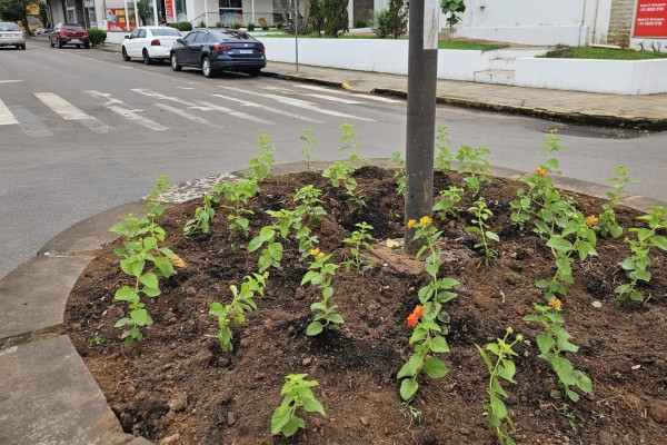 Administração de Encantado padroniza flores das rótulas e canteiros da cidade
