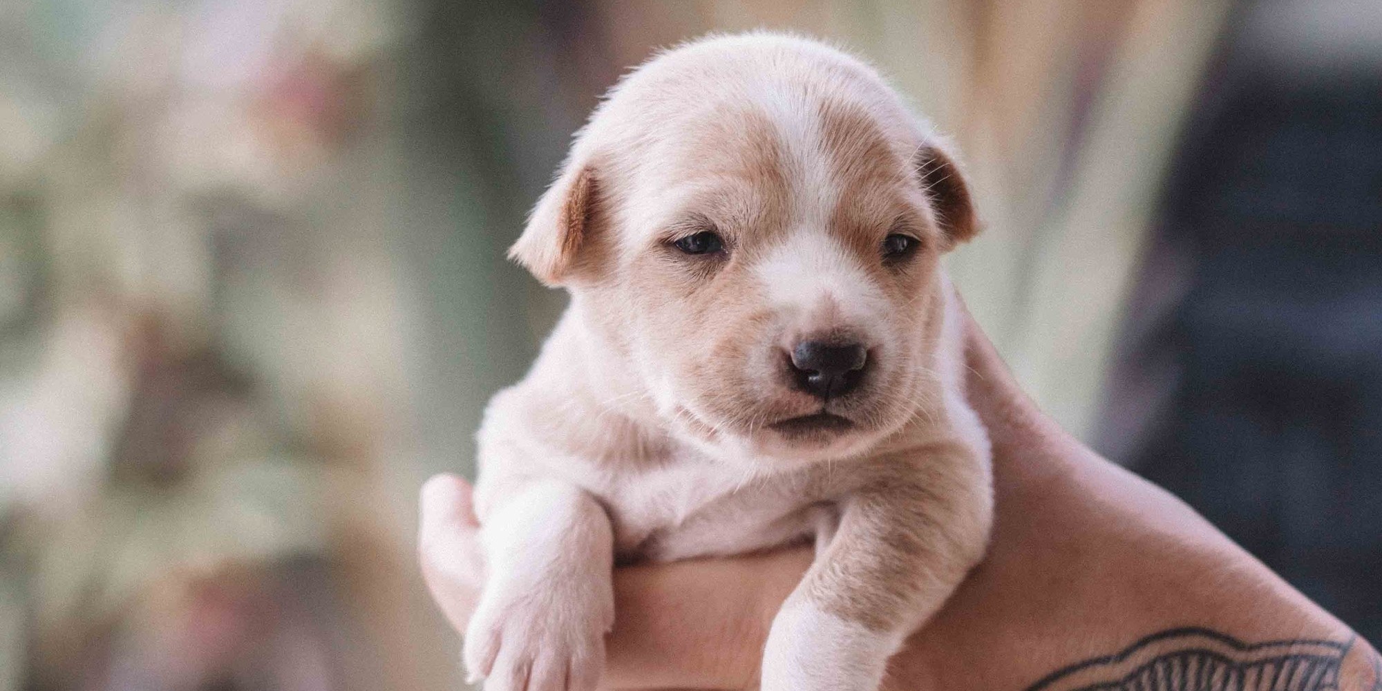 Assembleia de SP aprova lei que proíbe a venda de cães e gatos em pet shops e sites