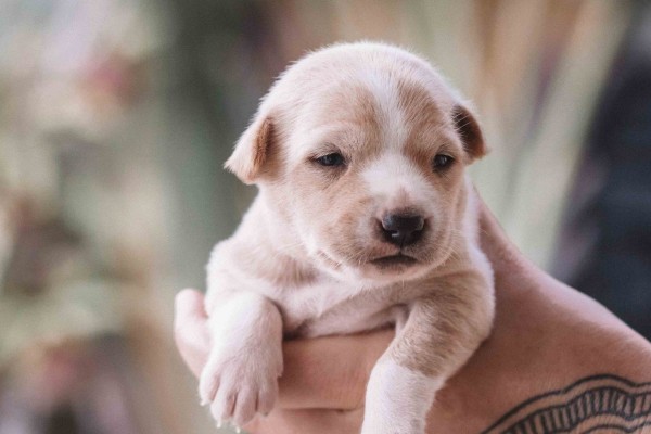 Assembleia de SP aprova lei que proíbe a venda de cães e gatos em pet shops e sites