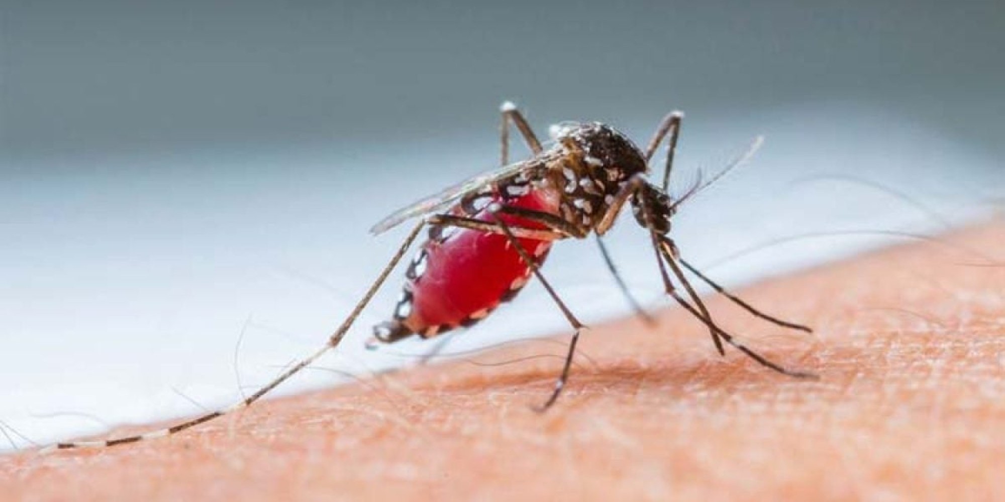 Com mais de mil casos de dengue, Encantado segue na liderança de infectados do Estado