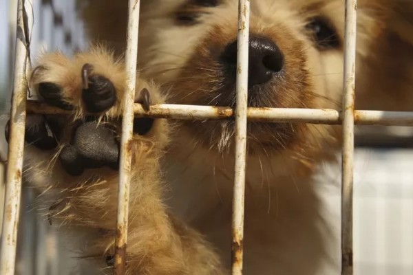 Suspeitos são indiciados pela morte de animais na enchente em Porto Alegre