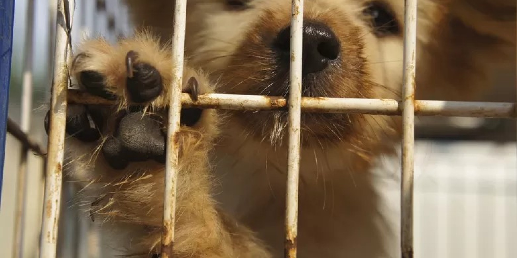 Suspeitos são indiciados pela morte de animais na enchente em Porto Alegre