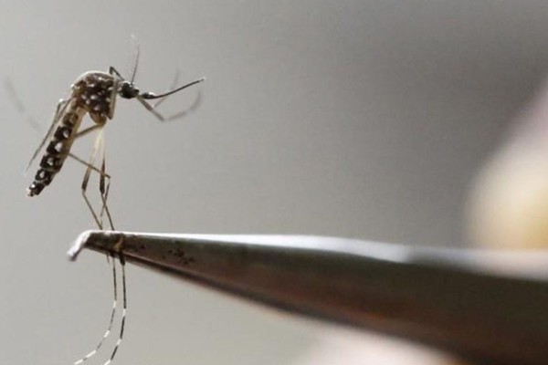 RS registra a terceira morte por dengue neste ano