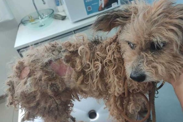 Mulher é presa em Três Passos RS por maus tratos a cachorro