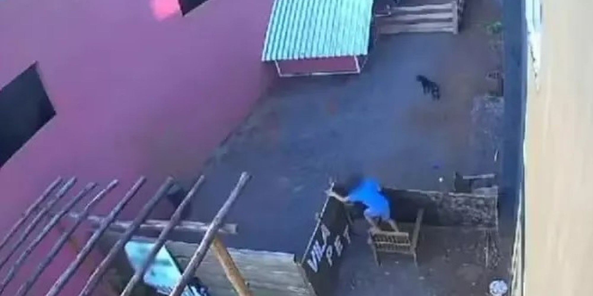 Criança de 9 anos pula muro, invade hospital veterinário e mata 23 animais
