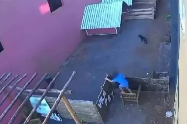Criança de 9 anos pula muro, invade hospital veterinário e mata 23 animais