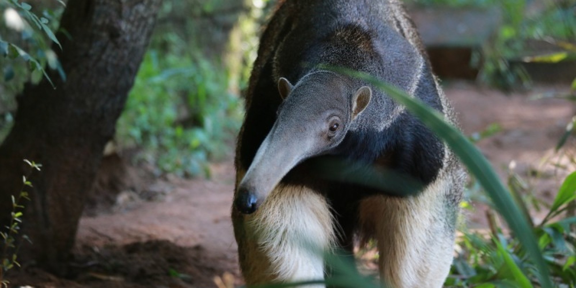 Parque Zoológico recebe fêmea de tamanduá-bandeira