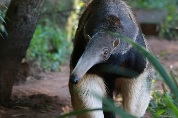Parque Zoológico recebe fêmea de tamanduá-bandeira
