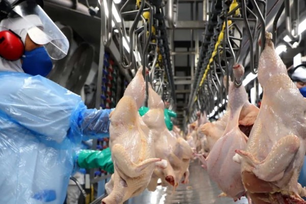 Exportação de carne de frango pode aumentar em 8% em 2023