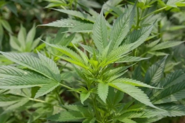 STF decide que não é crime o porte de maconha para consumo pessoal