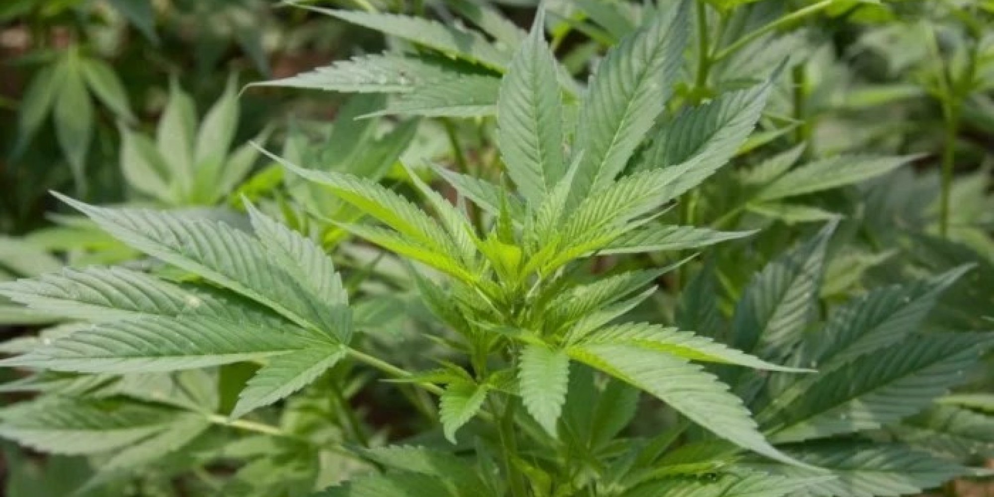 STF decide que não é crime o porte de maconha para consumo pessoal
