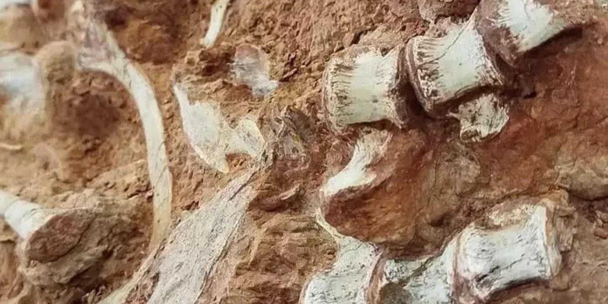 Fóssil de dinossauro com 223 milhões de anos é encontrado no RS