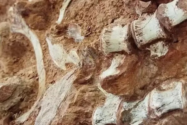 Fóssil de dinossauro com 223 milhões de anos é encontrado no RS