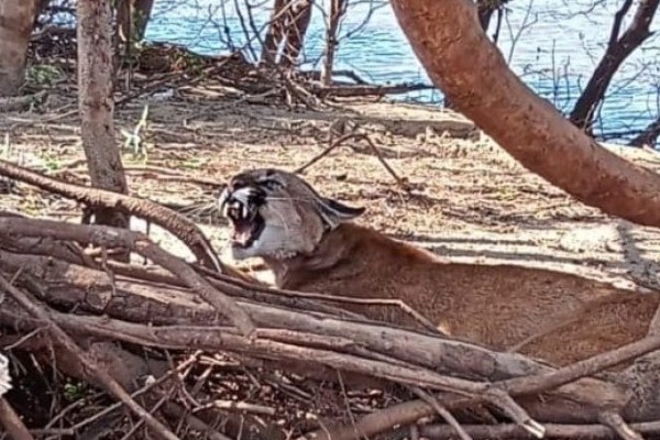 Brigada Militar resgata uma Puma presa em armadilha em Uruguaiana