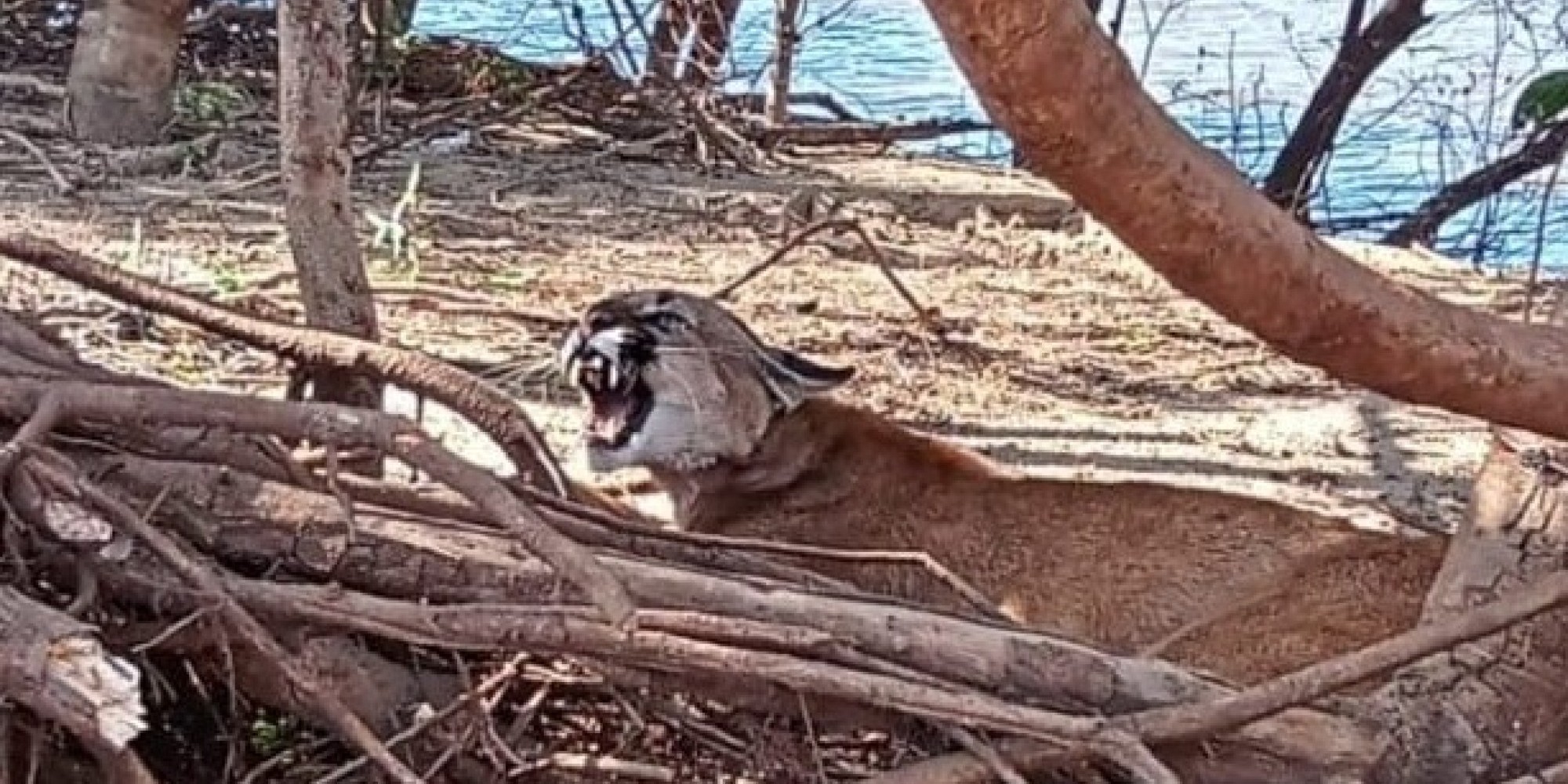 Brigada Militar resgata uma Puma presa em armadilha em Uruguaiana