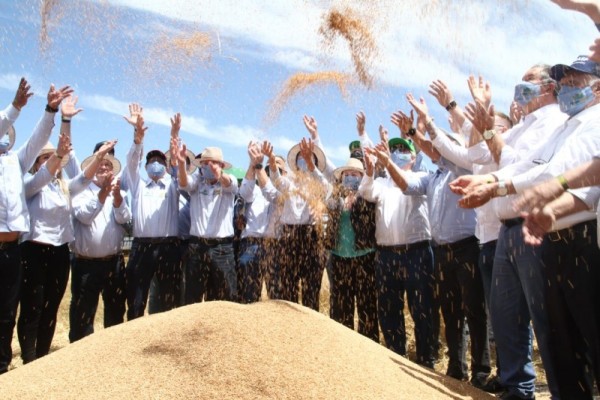 A Região Sul do país deve responder por 92% da produção tritícola nacional em 2021