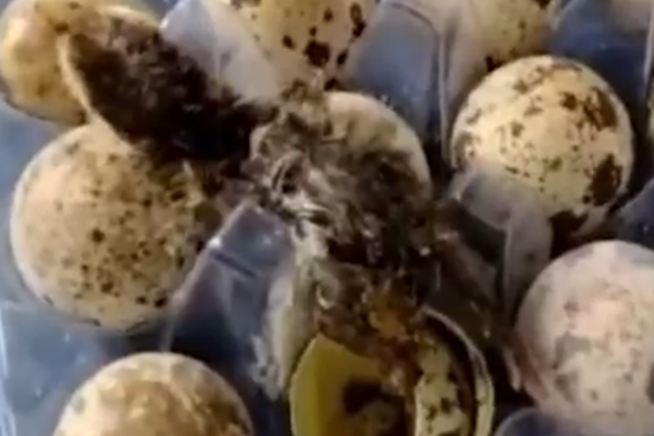 Codornas nascem em prateleira de supermercado no Piauí