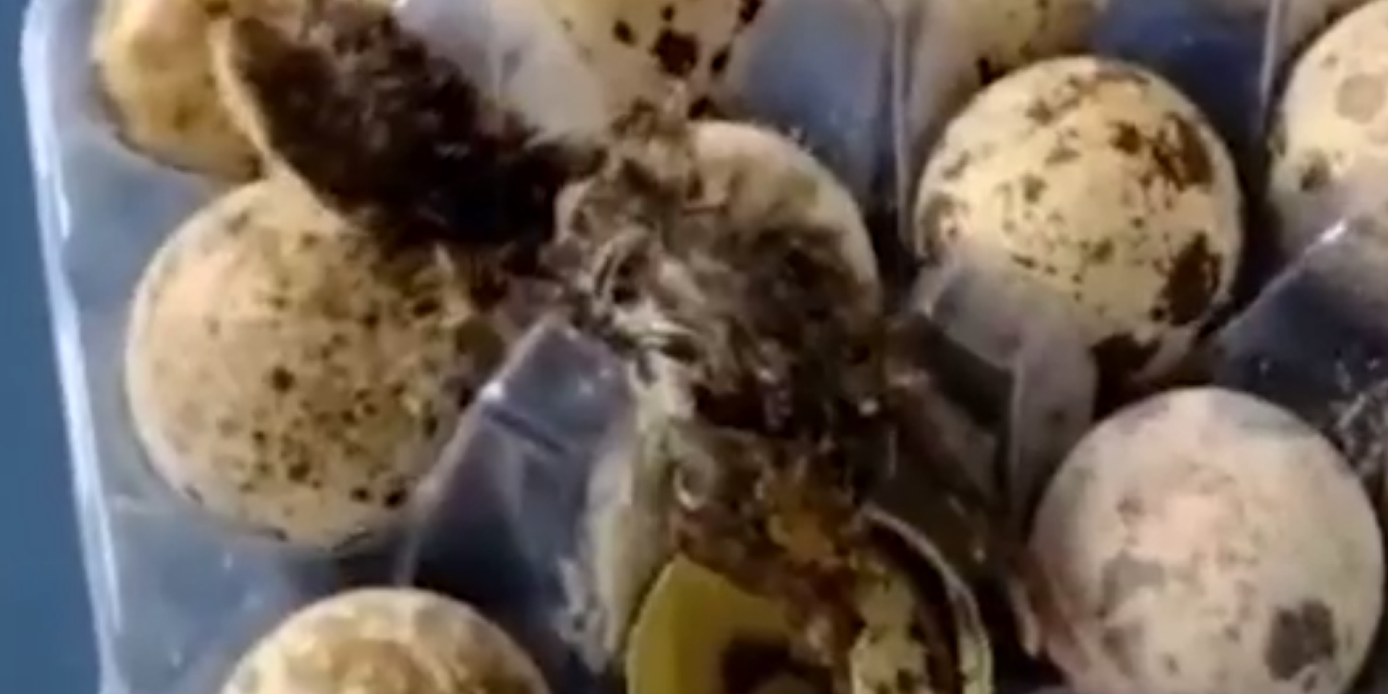 Codornas nascem em prateleira de supermercado no Piauí