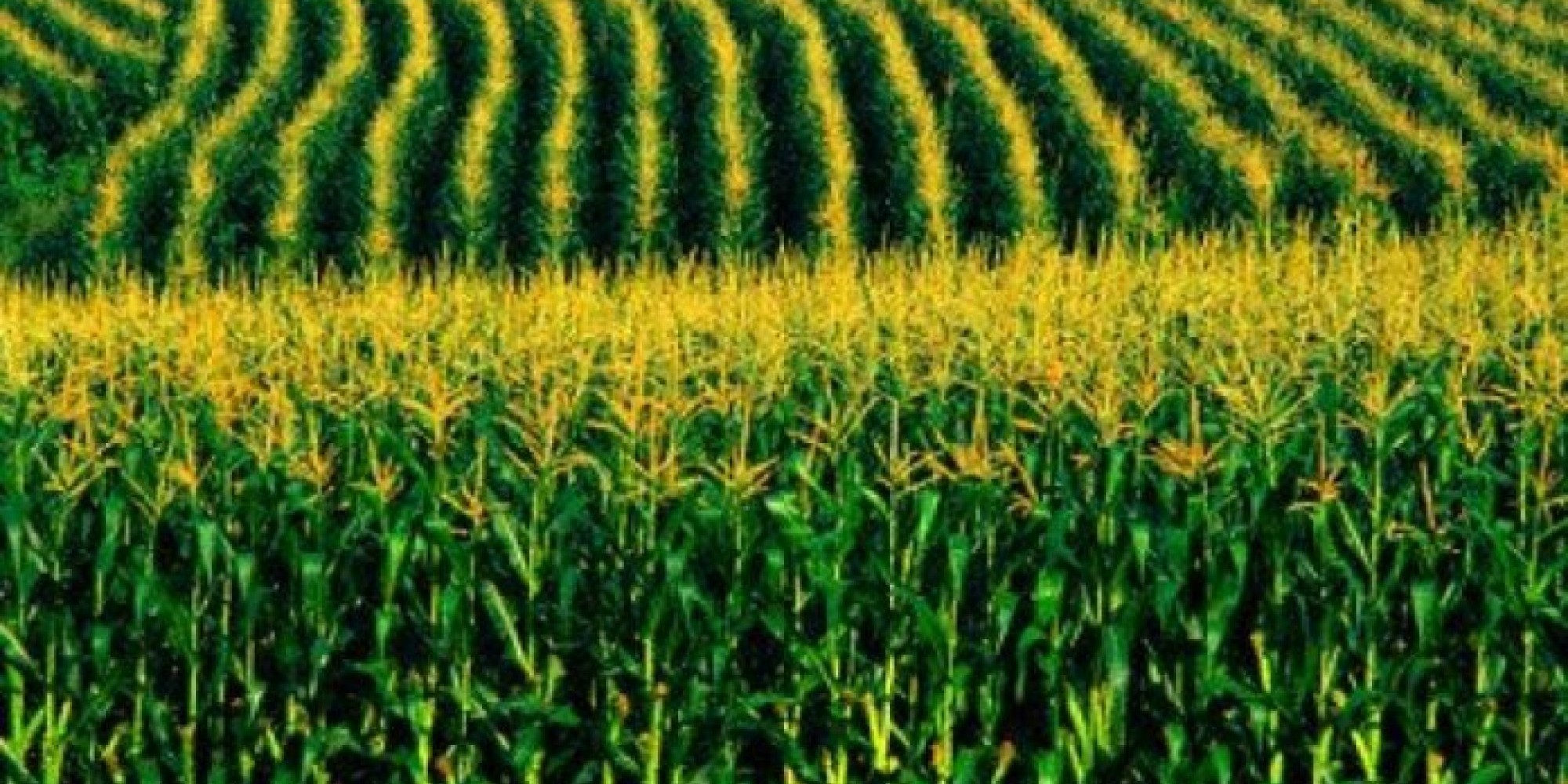 O pré-custeio está disponível para as lavouras de soja, milho verão, algodão, arroz, cana-de-açúcar e café O pré-custeio está disponível para as lavouras de soja, milho verão, algodão, arroz, cana-de-açúcar e café