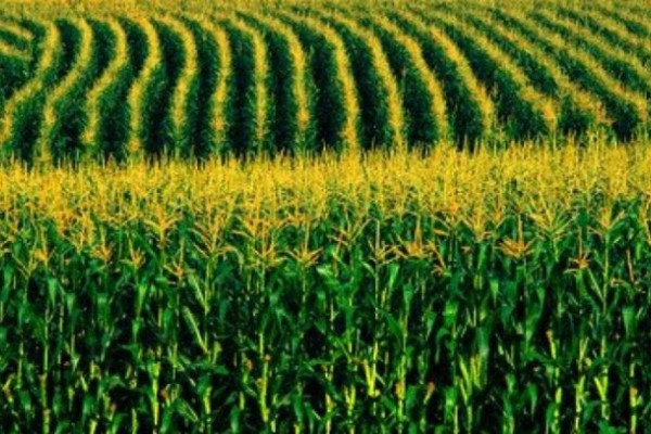 O pré-custeio está disponível para as lavouras de soja, milho verão, algodão, arroz, cana-de-açúcar e café