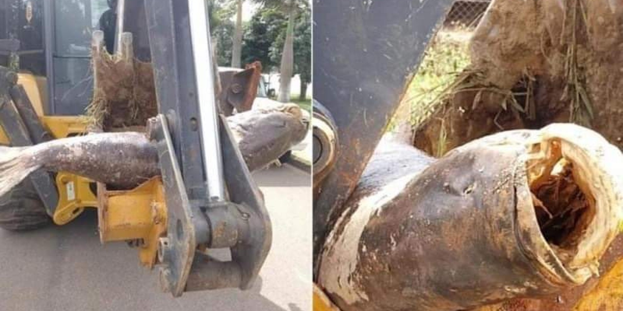 Carpa é retirada de represa com ajuda de retroescavadeira