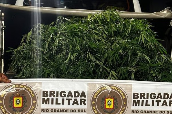 Estufa de maconha é localizada pela BM em Roca Sales