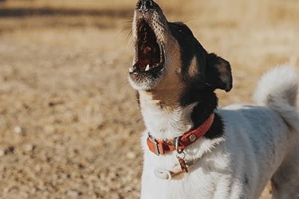Latidos de cachorros terminam em registro na Delegacia