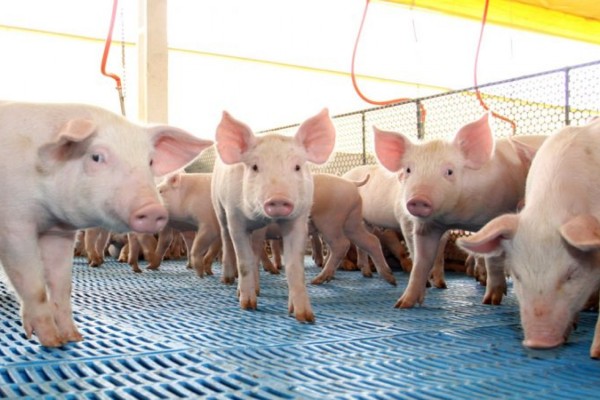 Alimentação impactou em 82,11% os custos totais 