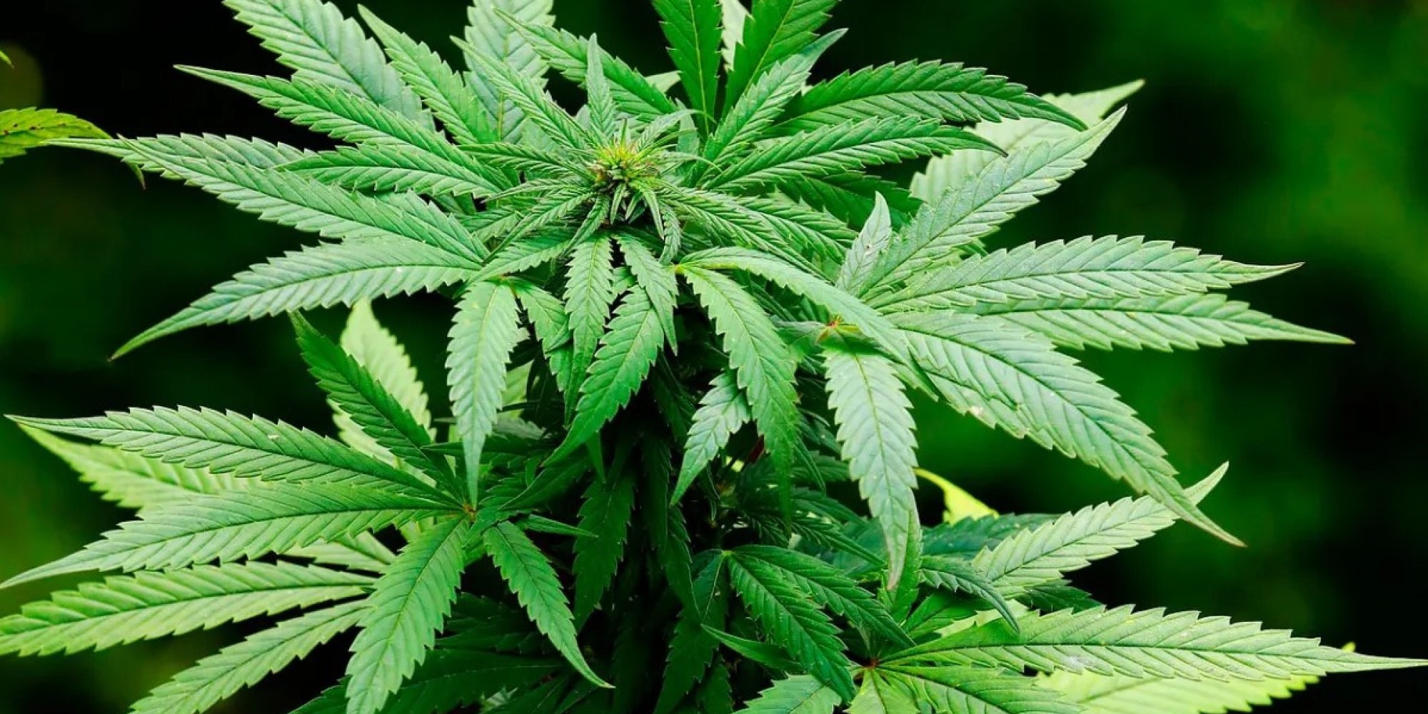 Vereadores de Porto Alegre promulgam programa para uso medicinal da maconha