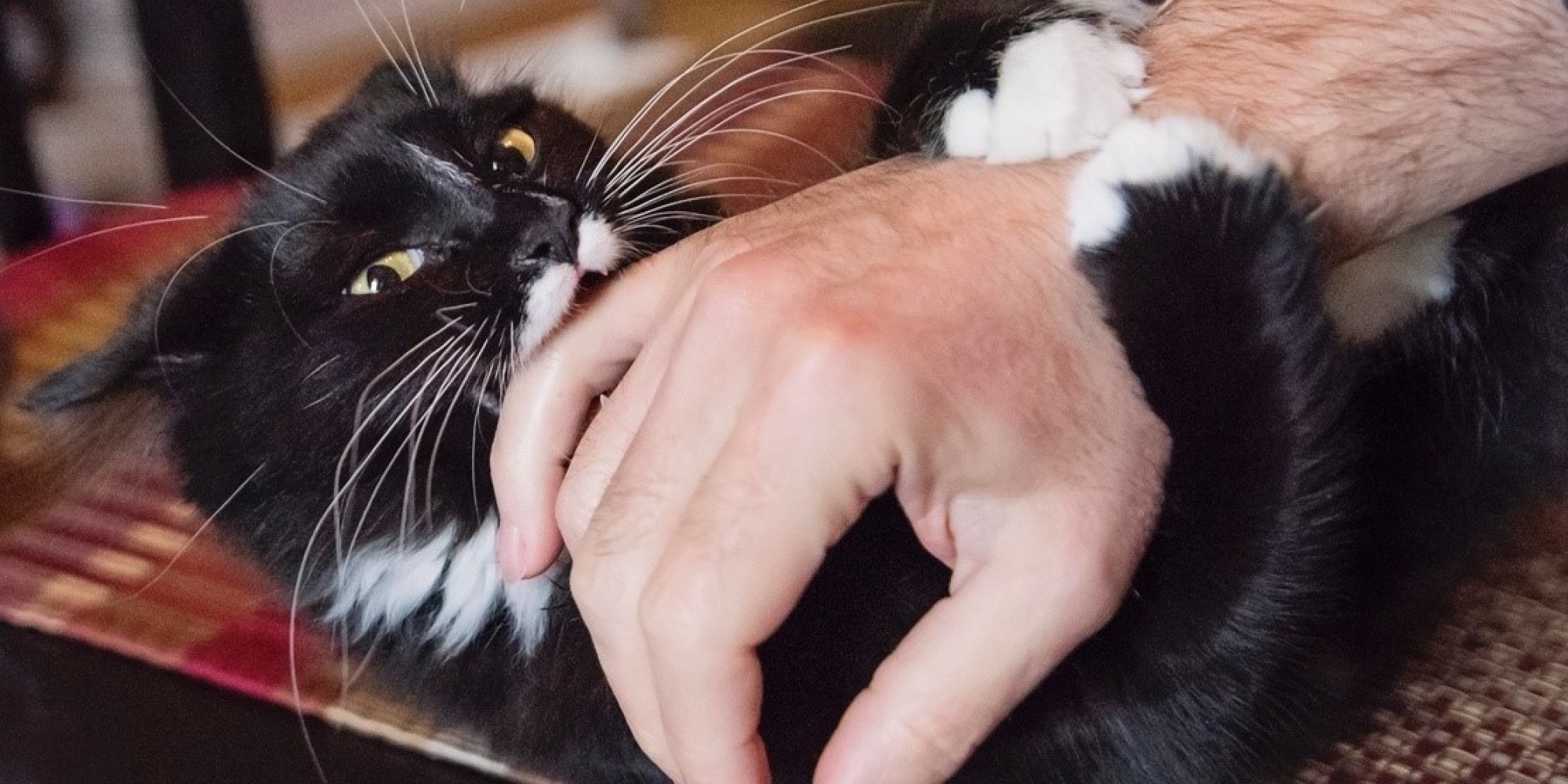 Crueldade animal: Gato Lucky é encontrado enforcado