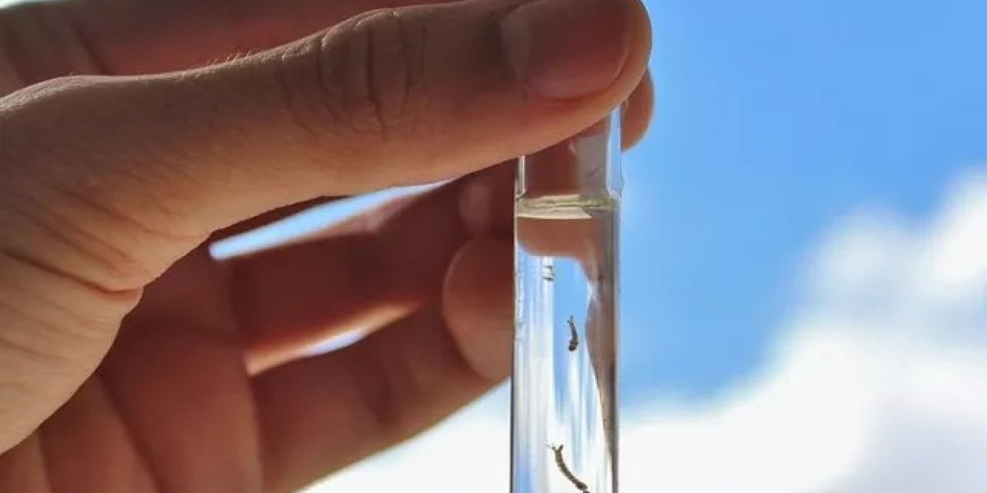 Três novas mortes por dengue são confirmadas no Rio Grande do Sul