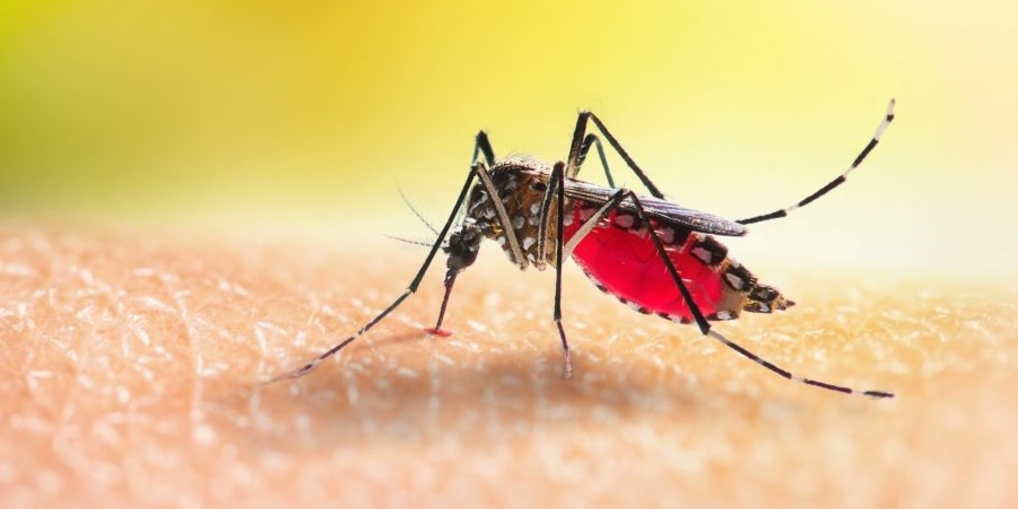 Muçum confirma o 6º caso de dengue em 2024