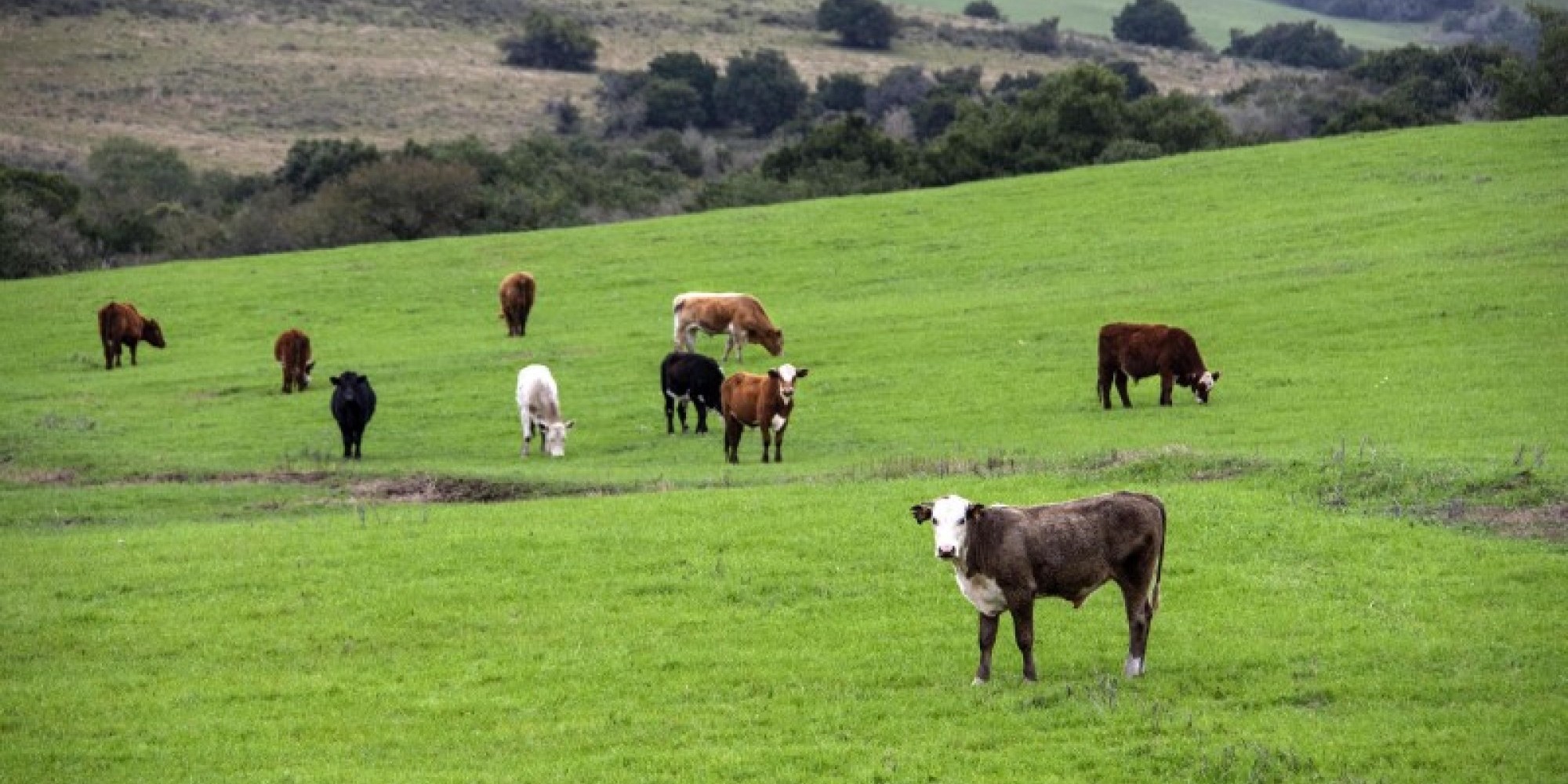 Doze das 18 recomendações do Ministério da Agricultura já foram atendidas pela Secretaria da Agricultura