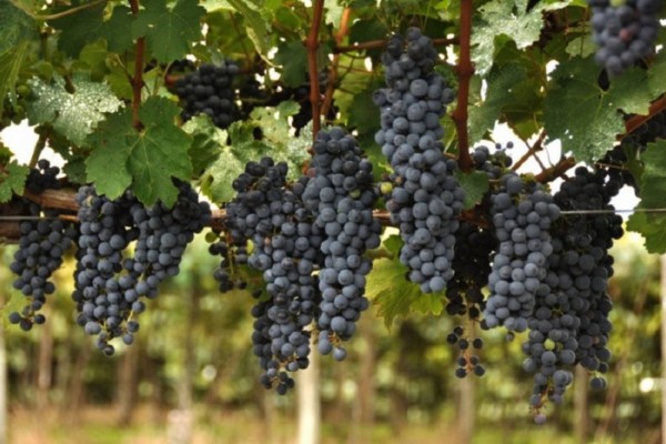 Entidades do setor vitivinícola gaúcho participaram de quatro reuniões para discutir mudanças na Lei do Vinho