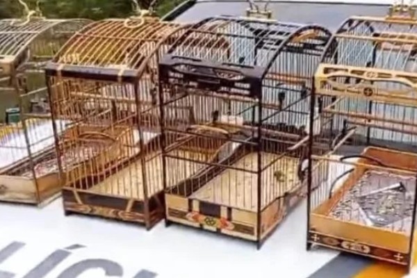 BM apreende mais de 40 pássaros em torneio clandestino de canto