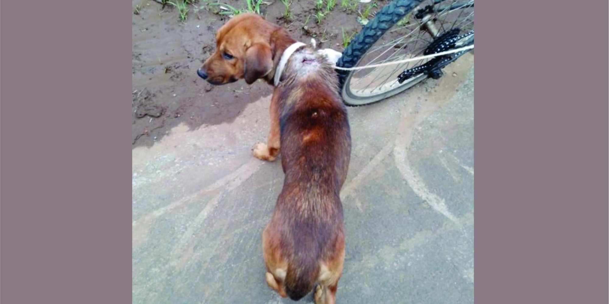 Homem é preso após arrastar cachorro com a pata quebrada