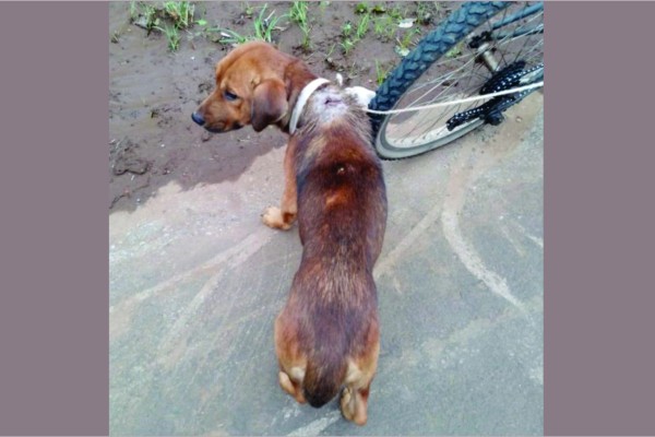 Homem é preso após arrastar cachorro com a pata quebrada