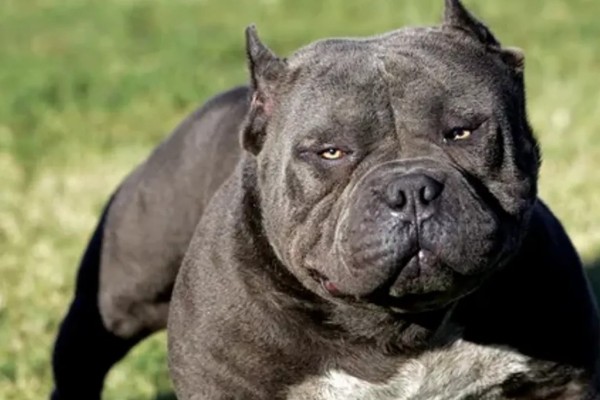 Homem morre após ser atacado por quatro cães