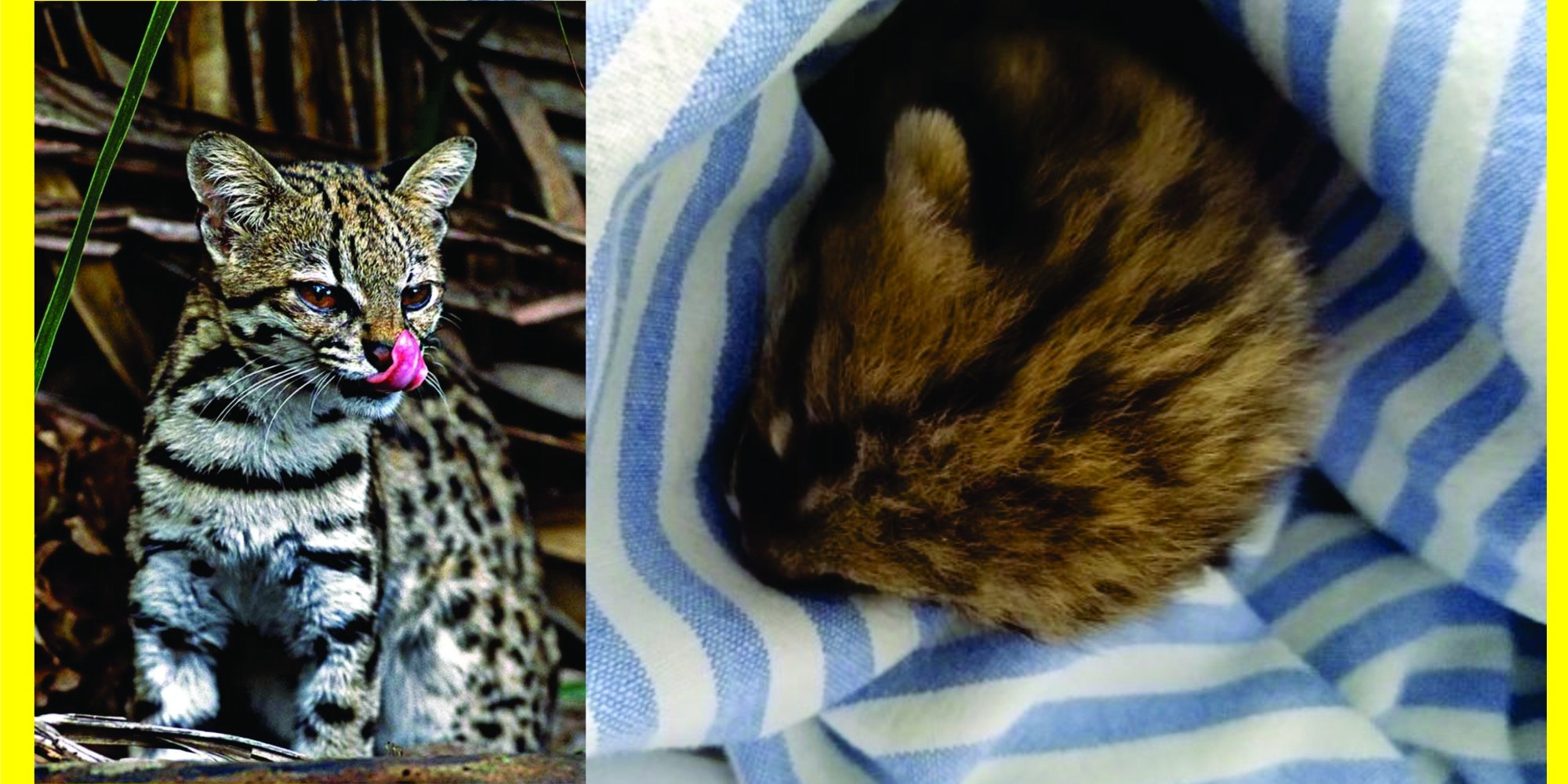 Cadela carrega filhote de gato-do-mato para casa
