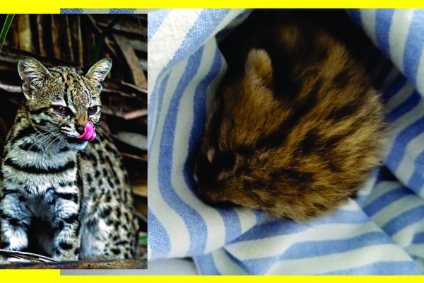 Cadela carrega filhote de gato-do-mato para casa