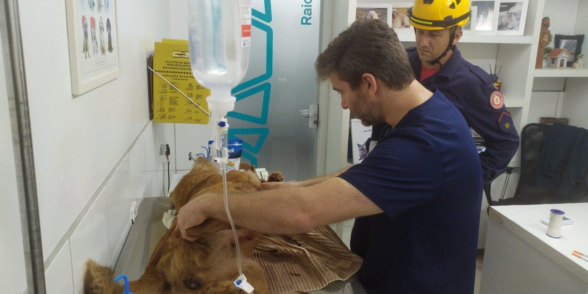 Cachorra é arrastada por veículo pôr cerca de um quilômetro em Encantado