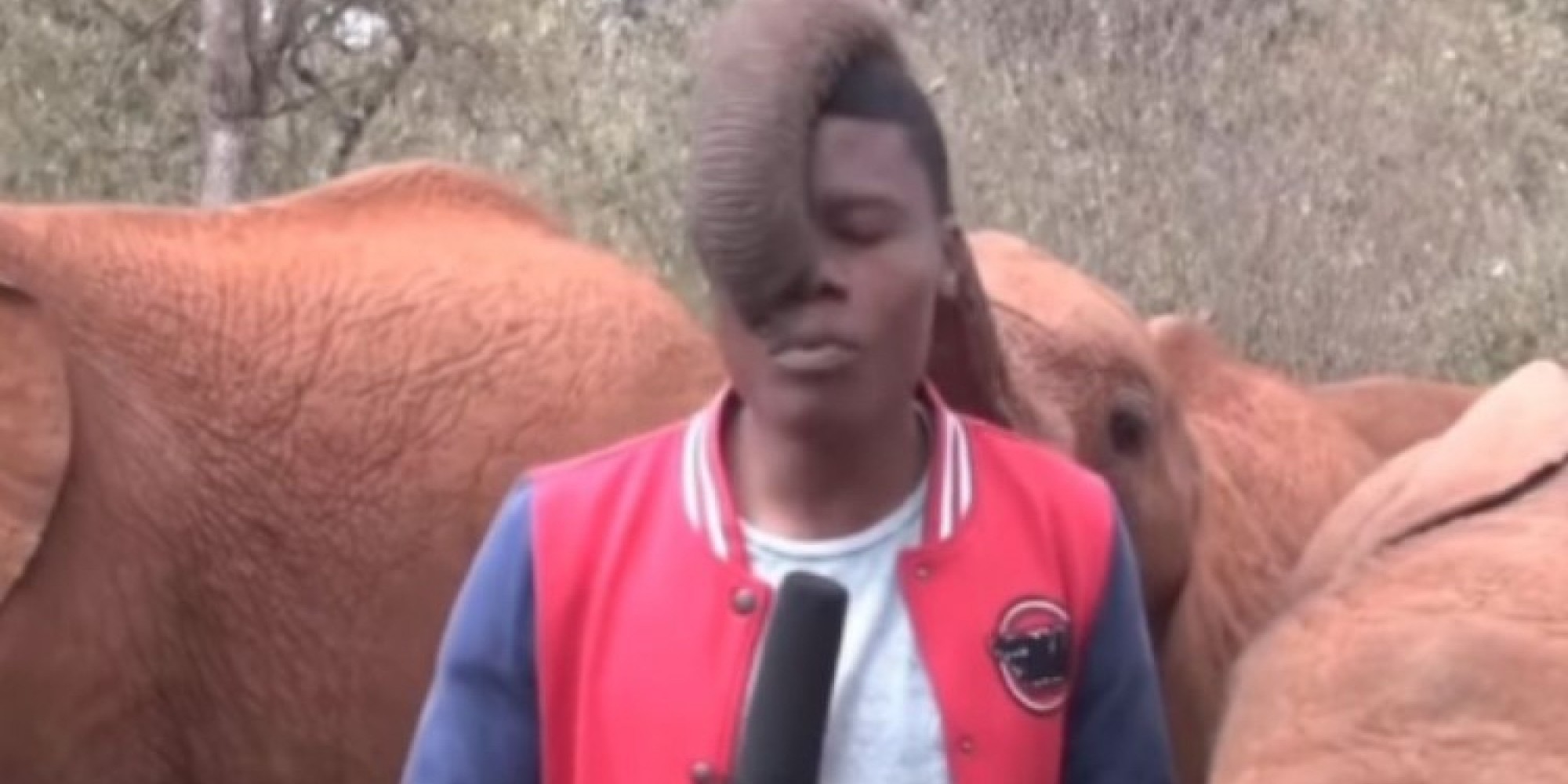 Elefante interrompe transmissão “ao vivo”